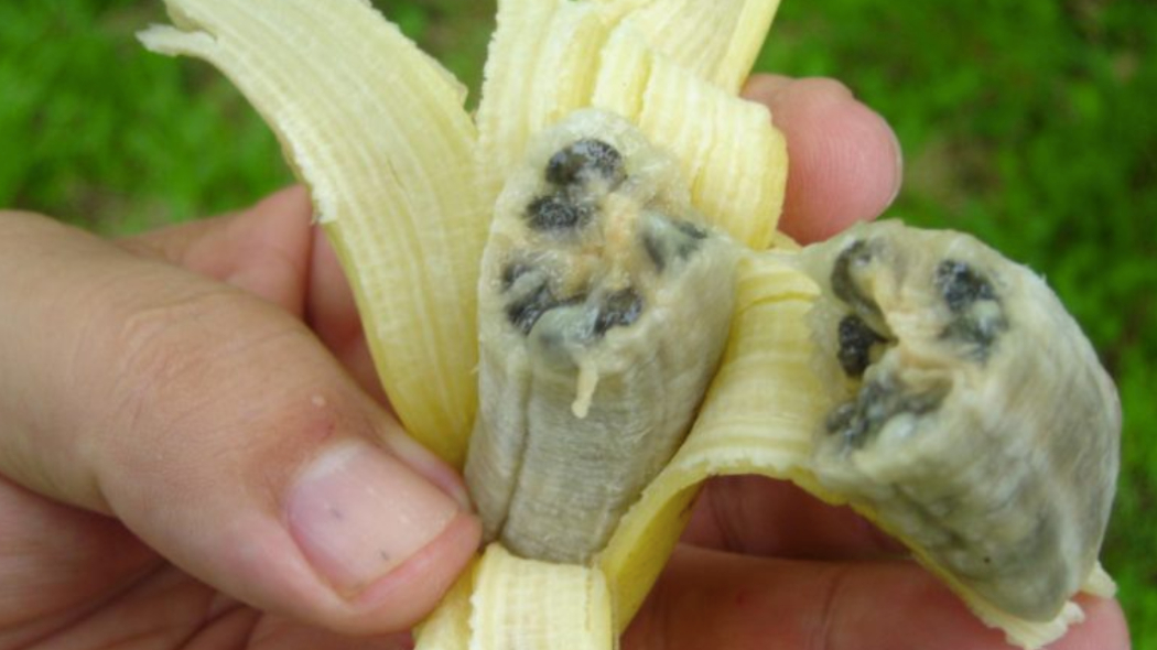 banana 2