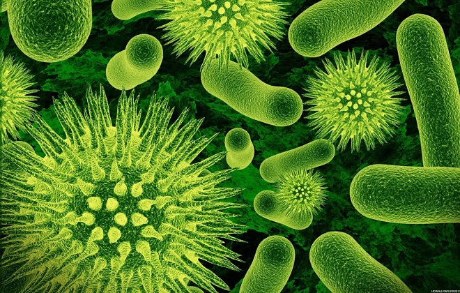virusy gerpesa pod mikroskopom