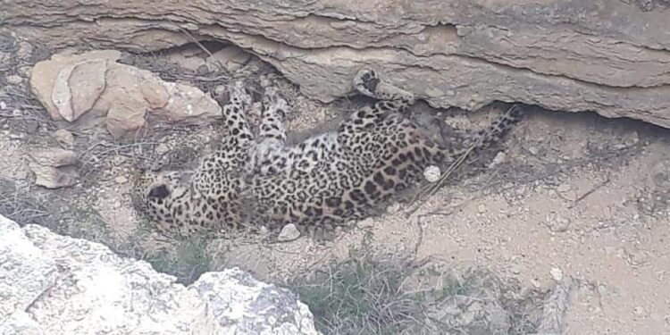 leopard mangistau foto 750x375 2